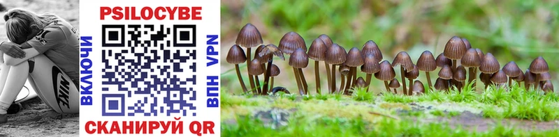 Купить где  Обоянь  Псилоцибиновые грибы Cubensis 